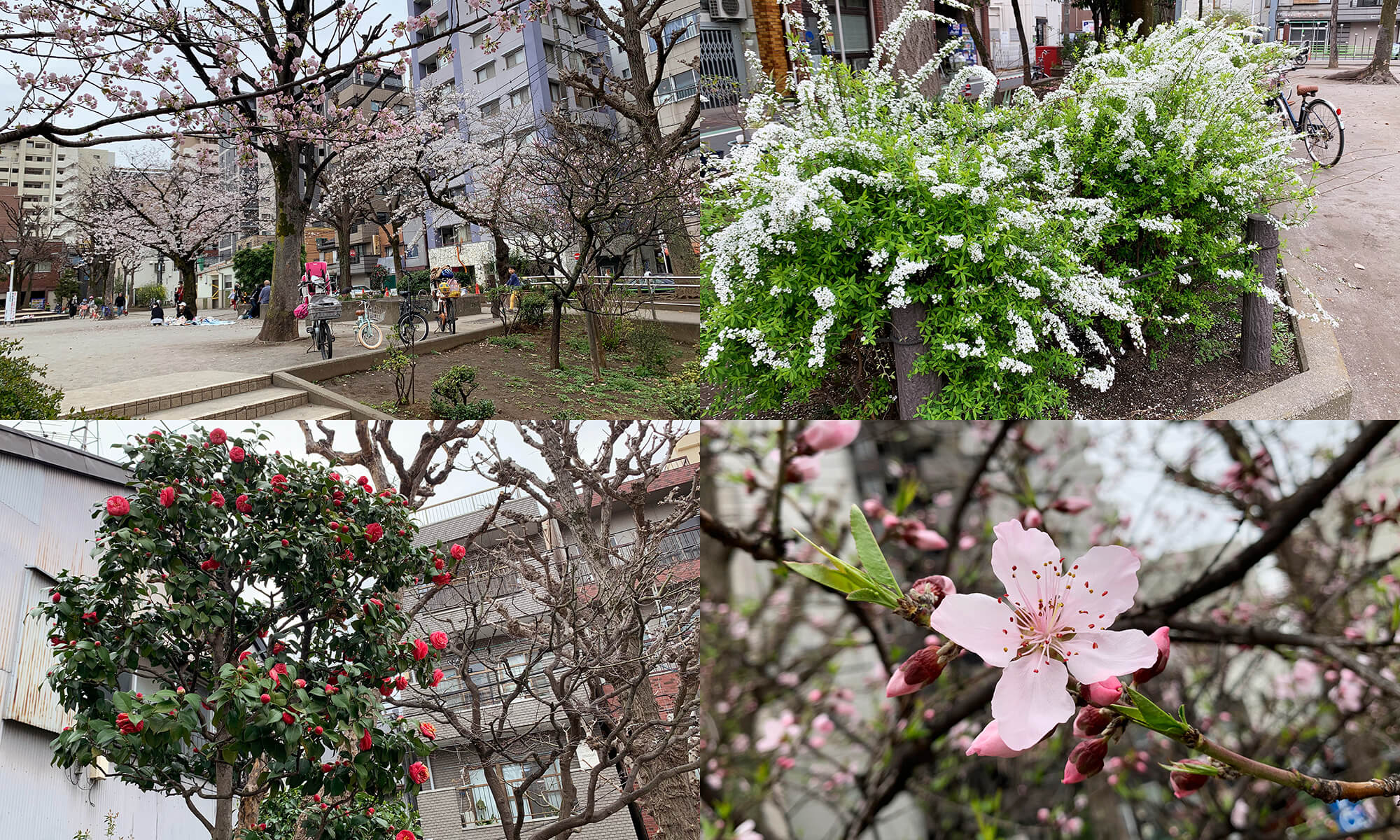 春の花たち