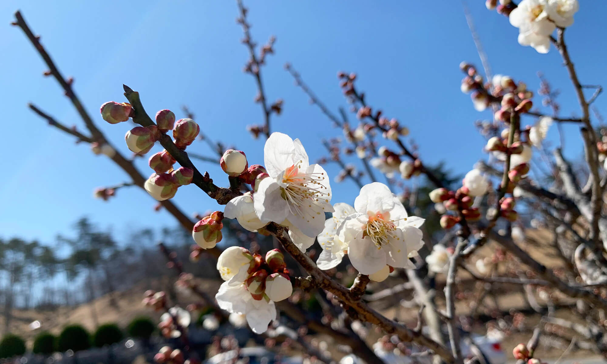 まだつぼみの多い桜